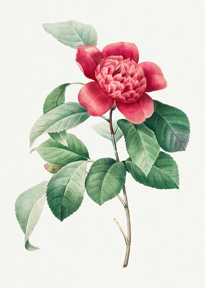 Red Anemone Camellia flower psd botanical illustration, remixed from artworks by Pierre-Joseph Redout&eacute;