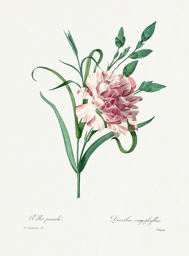 Carnation by Pierre-Joseph Redout&eacute; (1759&ndash;1840). Original from Biodiversity Heritage Library. Digitally enhanced…