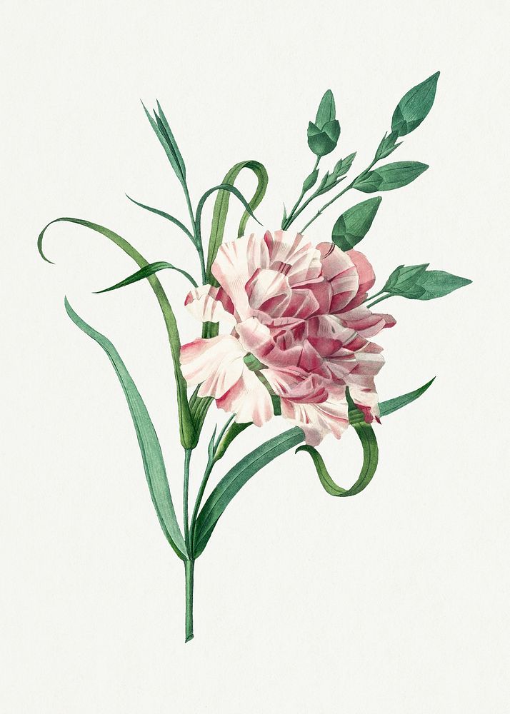 Botanical Carnation flower psd illustration, remixed from artworks by Pierre-Joseph Redout&eacute;