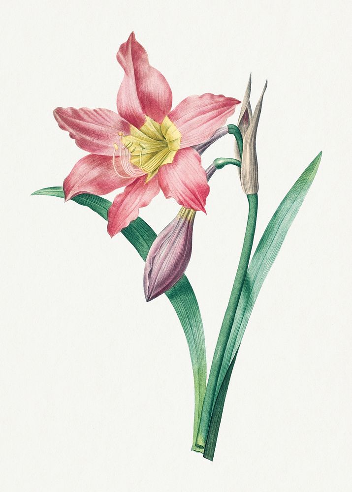 Botanical Amaryllis Equestre flower psd art print, remixed from artworks by Pierre-Joseph Redout&eacute;