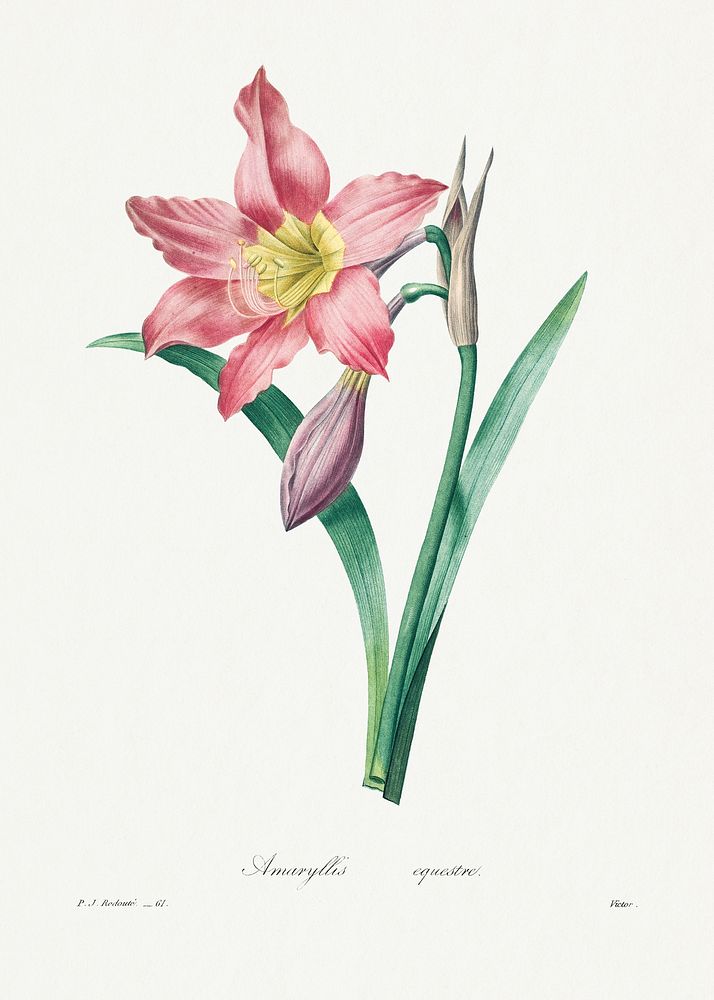 Amaryllis Equestre by Pierre-Joseph Redout&eacute; (1759&ndash;1840). Original from Biodiversity Heritage Library. Digitally…