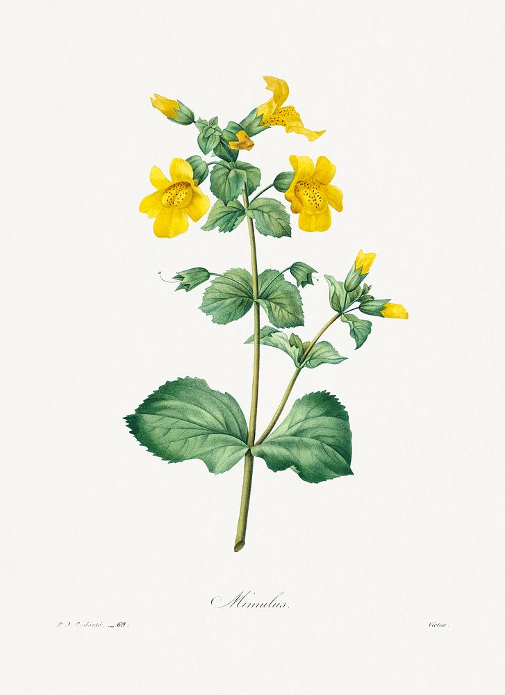 Mimulus by Pierre-Joseph Redout&eacute; (1759&ndash;1840). Original from Biodiversity Heritage Library. Digitally enhanced…