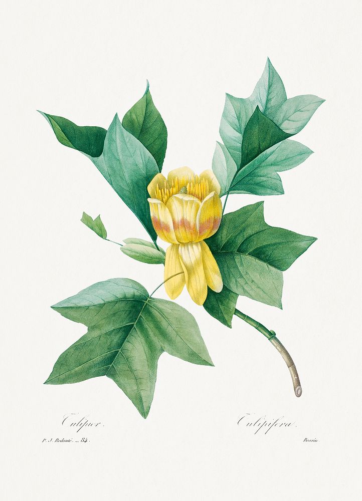 Tulipifera by Pierre-Joseph Redout&eacute; (1759&ndash;1840). Original from Biodiversity Heritage Library. Digitally…