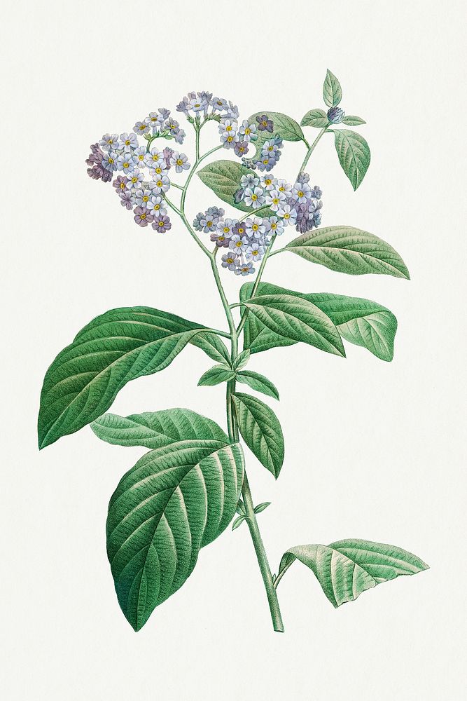 Forget me not flower psd vintage botanical art print, remixed from artworks by Pierre-Joseph Redout&eacute;
