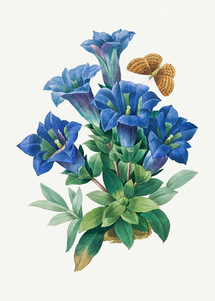 Gentiana Acaulis flower psd botanical art print, remixed from artworks by Pierre-Joseph Redout&eacute;