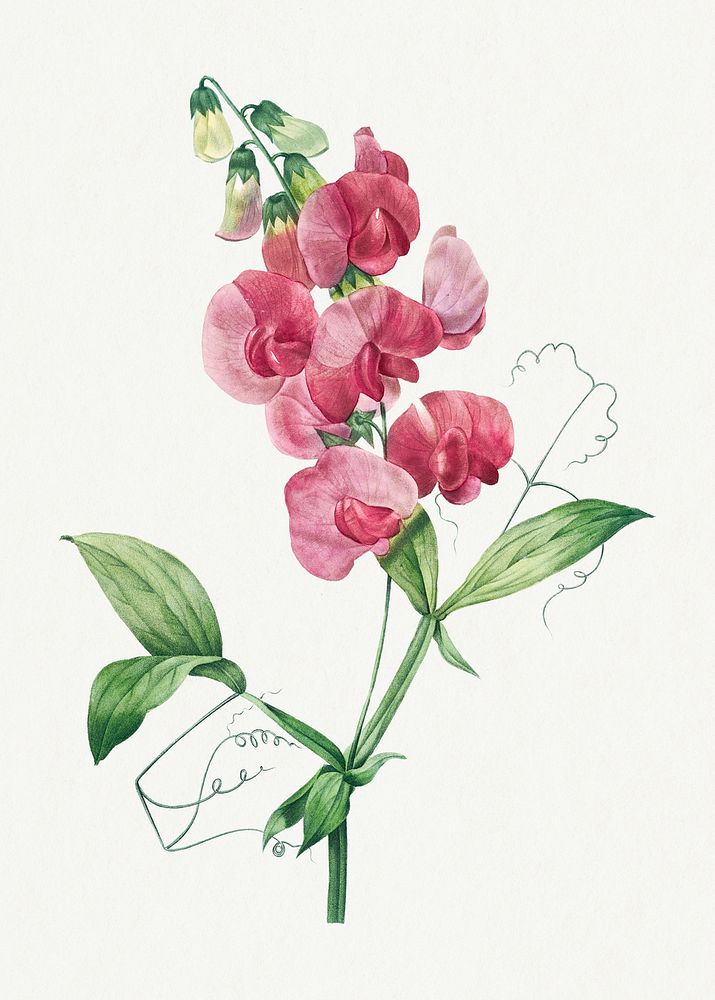 Everlasting Pea flower psd botanical illustration, remixed from artworks by Pierre-Joseph Redout&eacute;