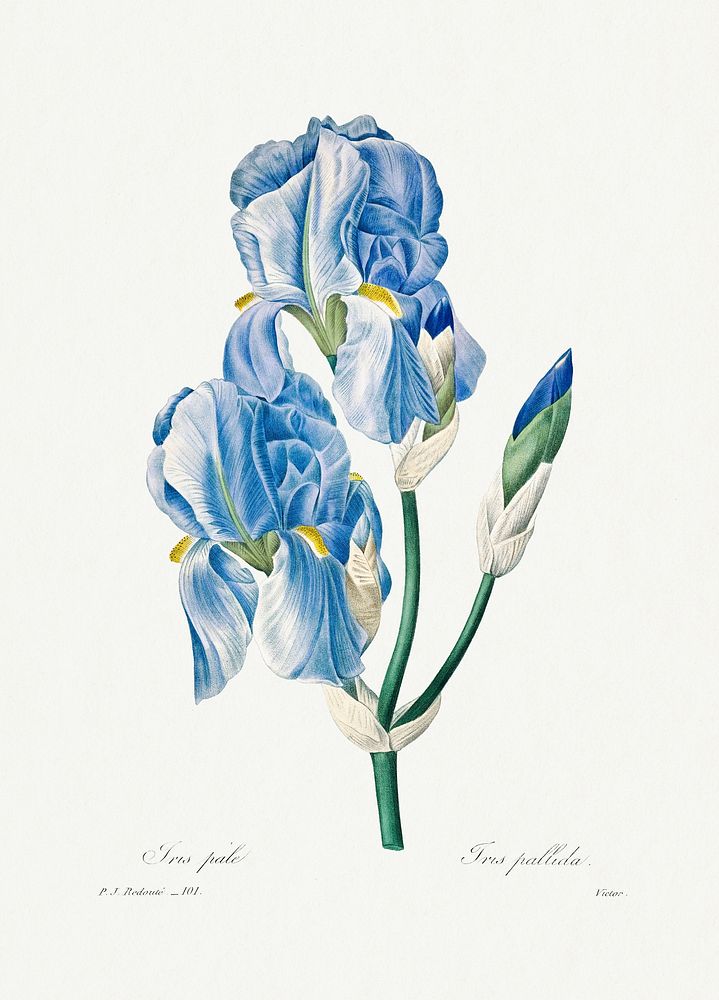 Iris Pallida by Pierre-Joseph Redout&eacute; (1759&ndash;1840). Original from Biodiversity Heritage Library. Digitally…