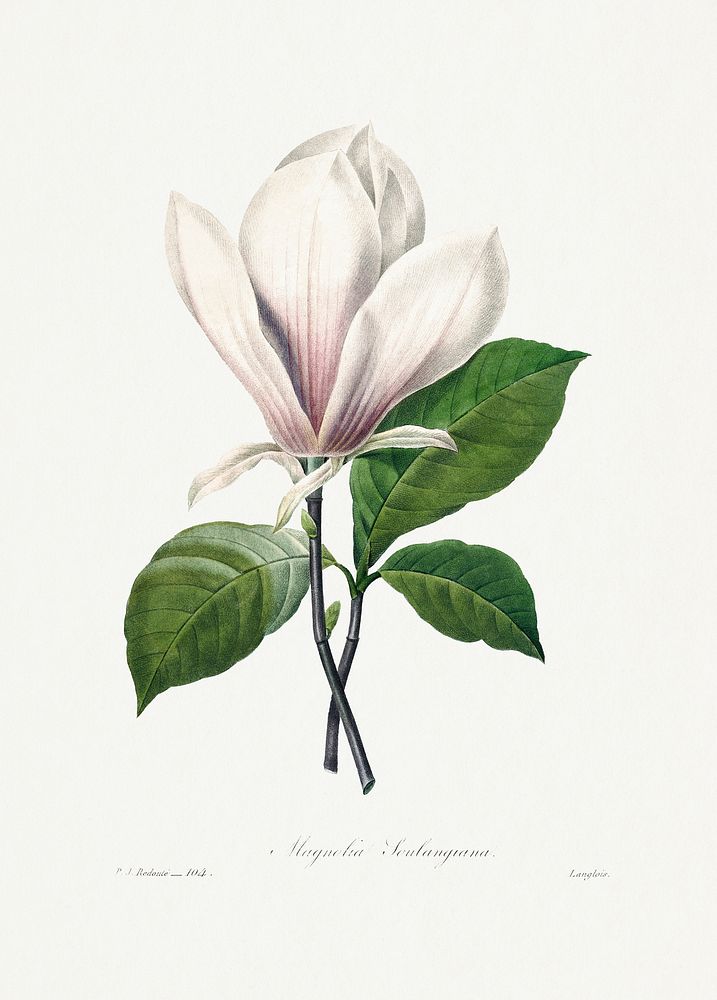 Magnolia Soulangiana by Pierre-Joseph Redout&eacute; (1759&ndash;1840). Original from Biodiversity Heritage Library.…