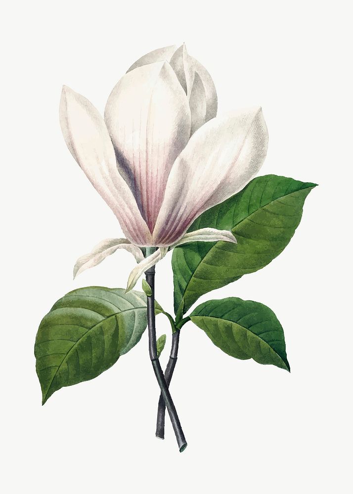 Botanical Magnolia Soulangeana flower vector illustration, remixed from artworks by Pierre-Joseph Redout&eacute;