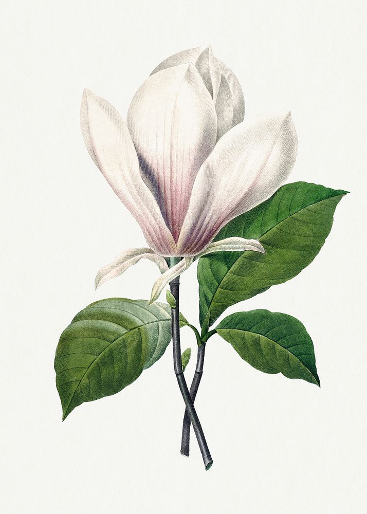 Botanical Magnolia Soulangeana flower psd illustration, remixed from artworks by Pierre-Joseph Redout&eacute;