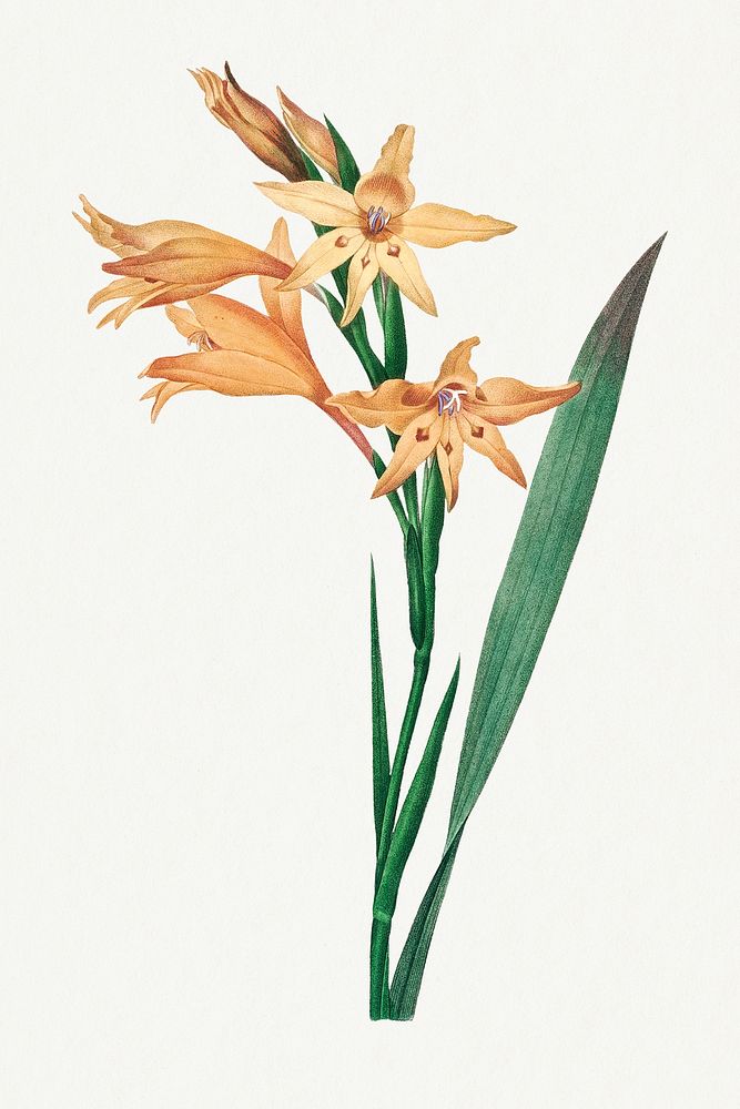 Gladiolus flower psd vintage botanical art print, remixed from artworks by Pierre-Joseph Redout&eacute;