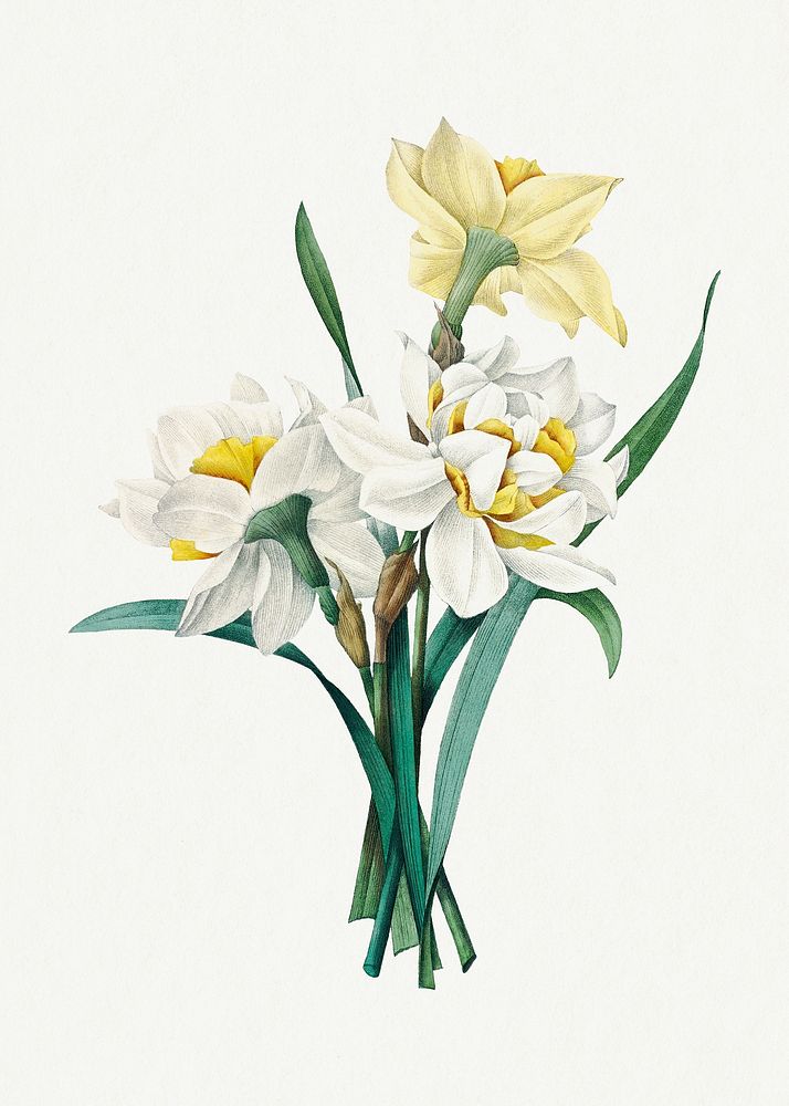 Double Daffodil flower psd botanical illustration, remixed from artworks by Pierre-Joseph Redout&eacute;