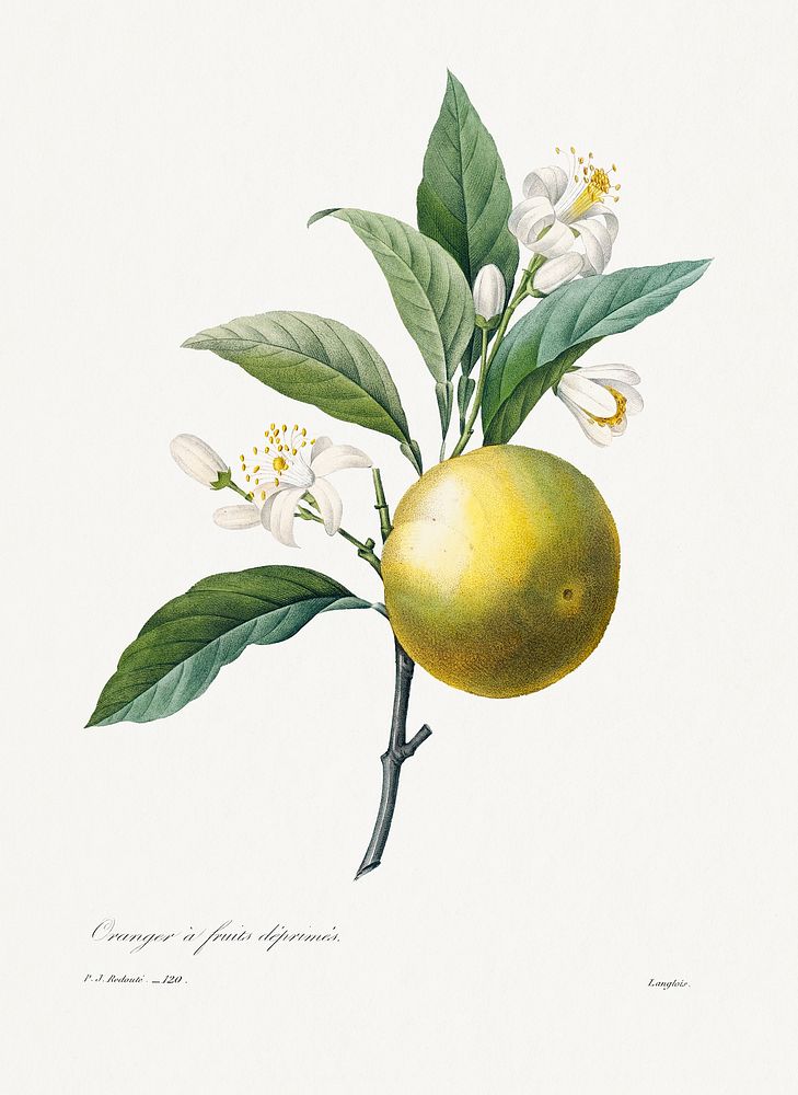 Orange by Pierre-Joseph Redout&eacute; (1759&ndash;1840). Original from Biodiversity Heritage Library. Digitally enhanced by…