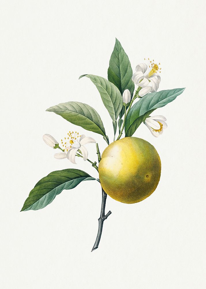 Orange fruit psd vintage botanical art print, remixed from artworks by Pierre-Joseph Redout&eacute;