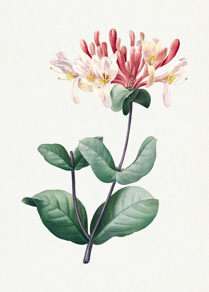 Honeysuckle flower psd vintage botanical art print, remixed from artworks by Pierre-Joseph Redout&eacute;