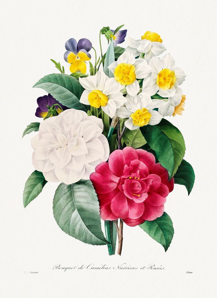 Camellia Narcissus and Pansy bouquet by Pierre-Joseph Redout&eacute; (1759&ndash;1840). Original from Biodiversity Heritage…