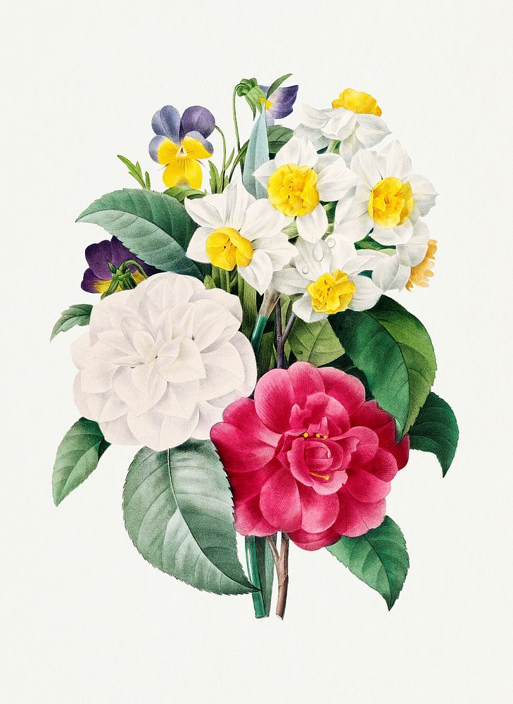 Camellia Narcissus Pansy flower psd bouquet vintage botanical art print, remixed from artworks by Pierre-Joseph…
