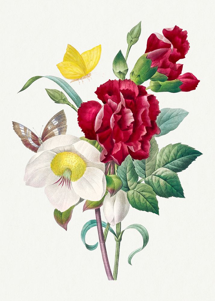 Hellebore and Oeillet flower psd vintage botanical art print, remixed from artworks by Pierre-Joseph Redouté