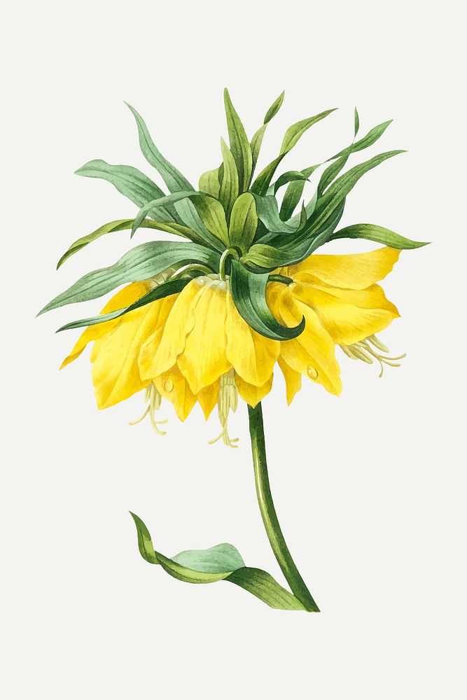 Kaiser's crown flower botanical vector, remixed from artworks by Pierre-Joseph Redout&eacute;