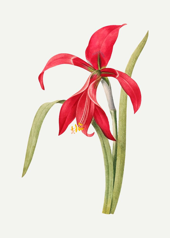 Amaryllis flower botanical vector, remixed from artworks by Pierre-Joseph Redout&eacute;