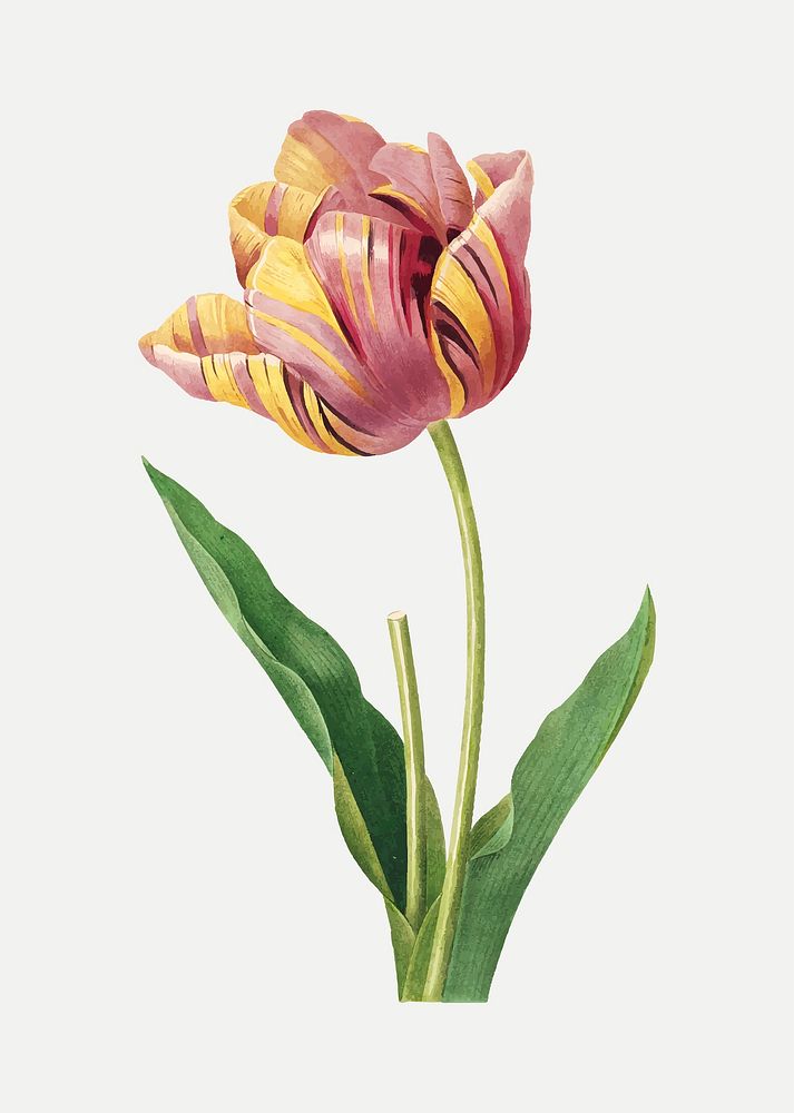 Tulip flower botanical vector, remixed from artworks by Pierre-Joseph Redout&eacute;