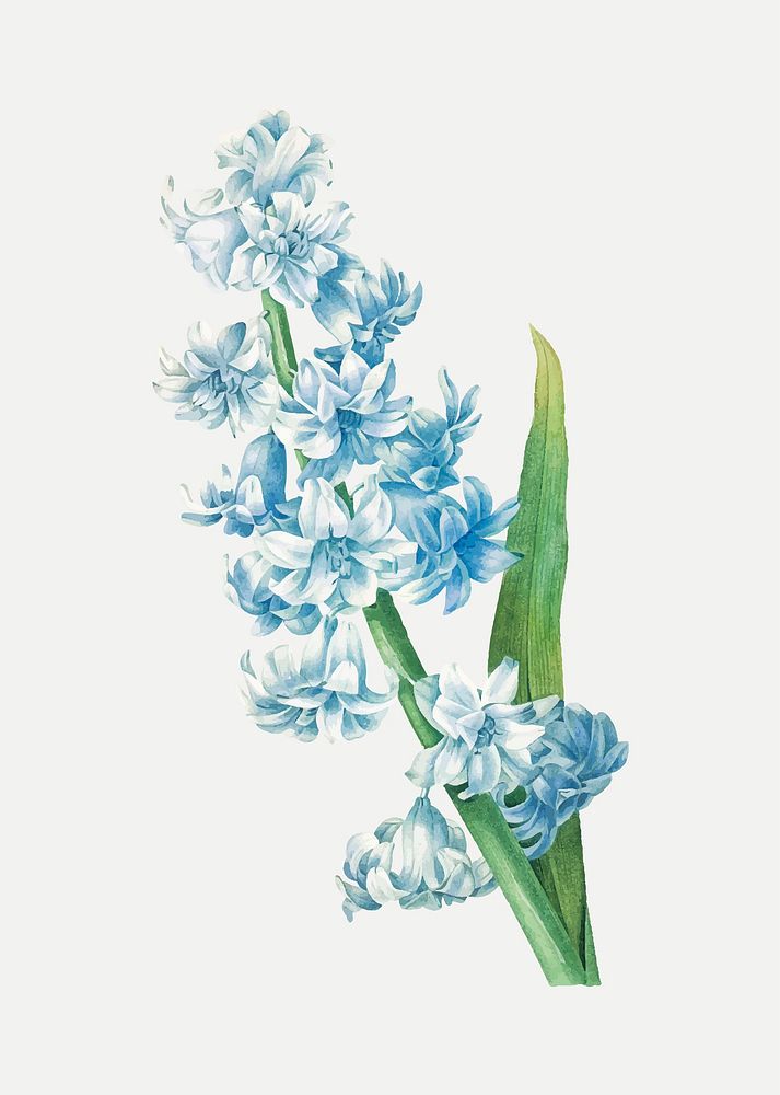 Blue hyacinth flower vector, remixed from artworks by Pierre-Joseph Redout&eacute;