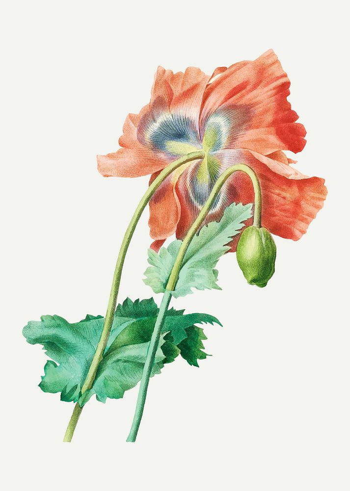 Poppy flower botanical vector, remixed from artworks by Pierre-Joseph Redout&eacute;