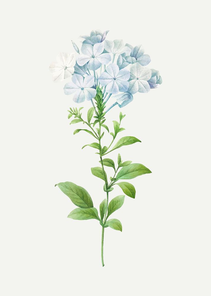 Plumbago botanical vector, remixed from artworks by Pierre-Joseph Redout&eacute;