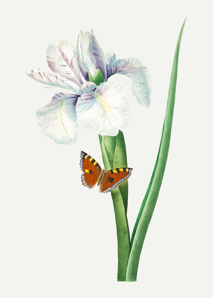 Spanish iris flower botanical vector, remixed from artworks by Pierre-Joseph Redout&eacute;