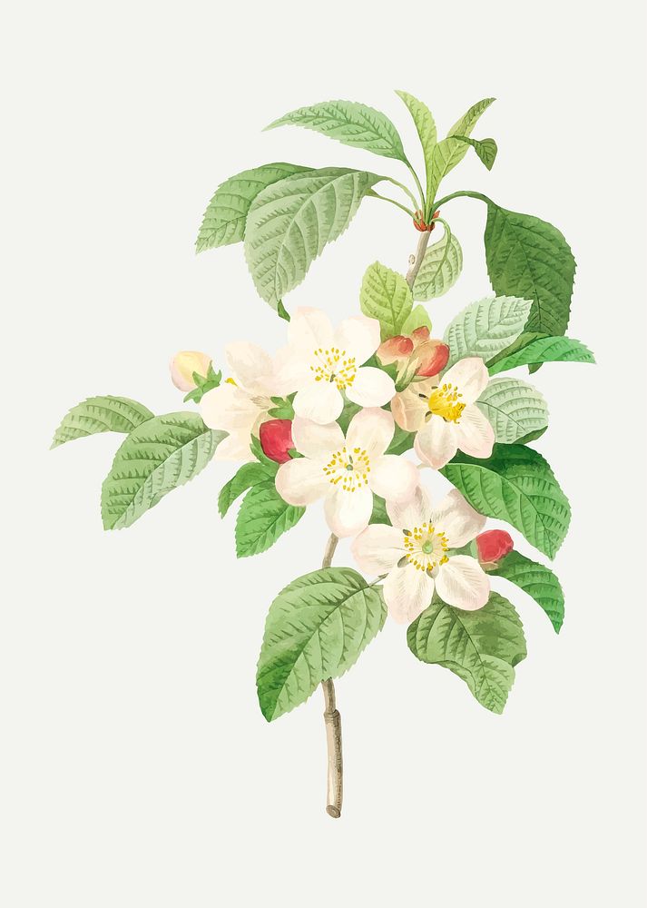 Crab apple flower vector, remixed from artworks by Pierre-Joseph Redout&eacute;