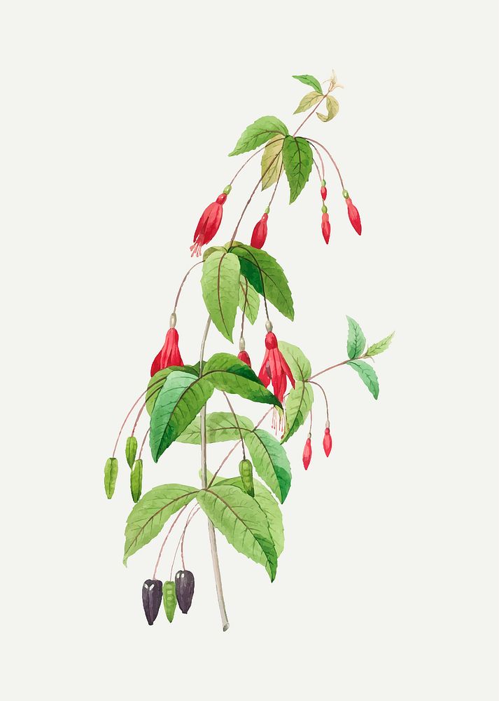 Fuchsia flower botanical illustration vector, remixed from artworks by Pierre-Joseph Redout&eacute;