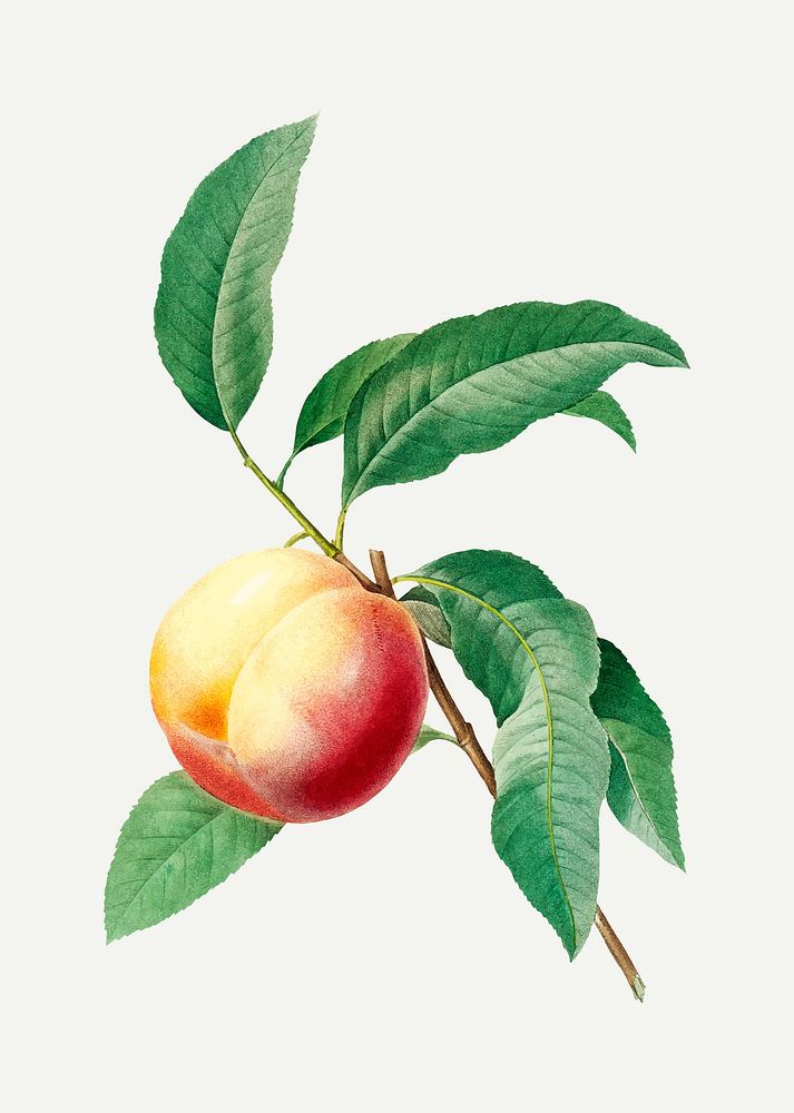 Peach on branch botanical vector, remixed from artworks by Pierre-Joseph Redout&eacute;