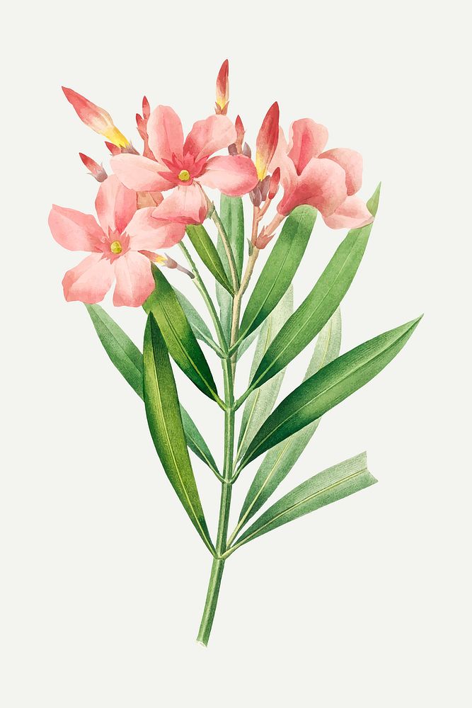 Oleander flower botanical vector, remixed from artworks by Pierre-Joseph Redout&eacute;