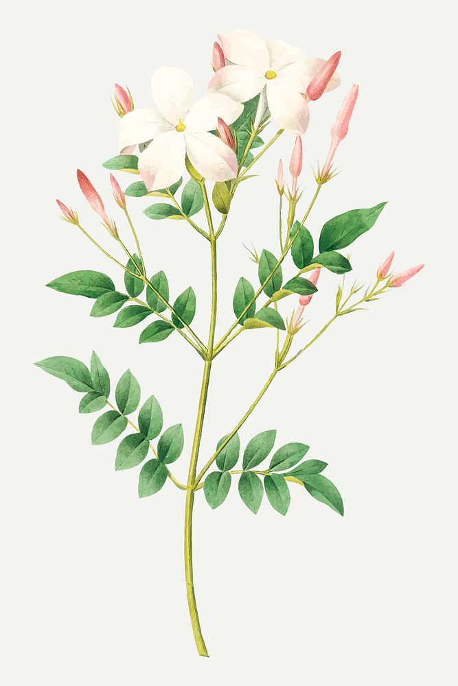 Spanish jasmine flower botanical vector, remixed from artworks by Pierre-Joseph Redout&eacute;