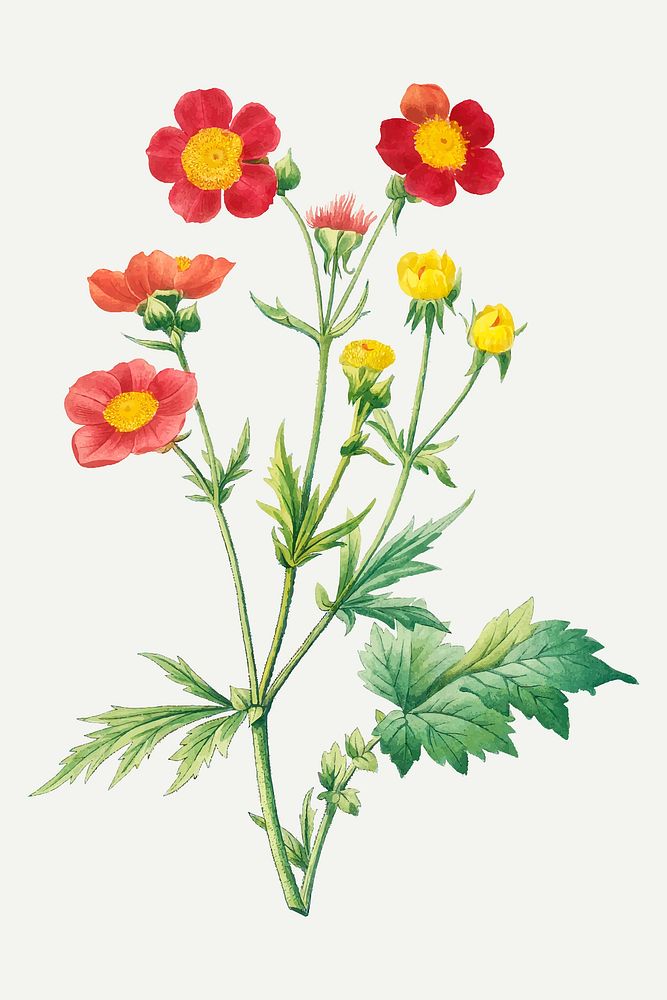 Red avens flower illustration vector, remixed from artworks by Pierre-Joseph Redout&eacute;