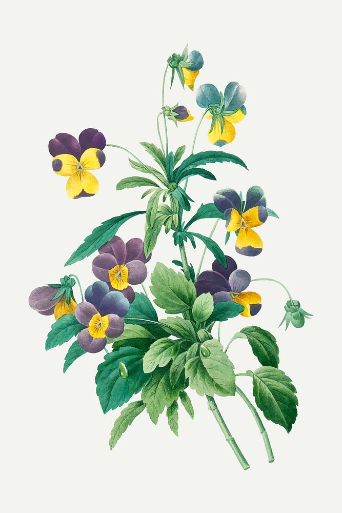Wild pansy botanical vector, remixed from artworks by Pierre-Joseph Redout&eacute;