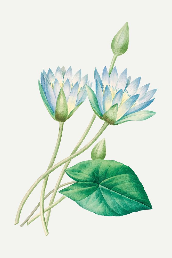 Egyptian lotus botanical  vector, remixed from artworks by Pierre-Joseph Redout&eacute;