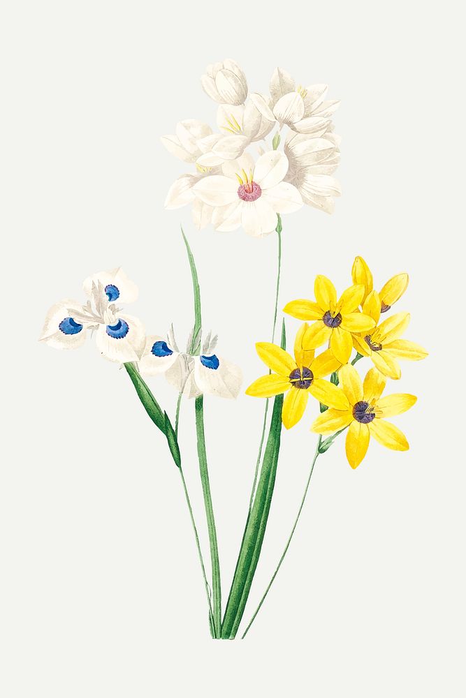 Corn lily flower botanical vector, remixed from artworks by Pierre-Joseph Redout&eacute;