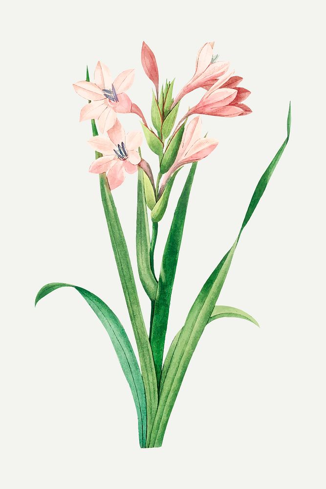 Sword lily flower botanical vector, remixed from artworks by Pierre-Joseph Redout&eacute;
