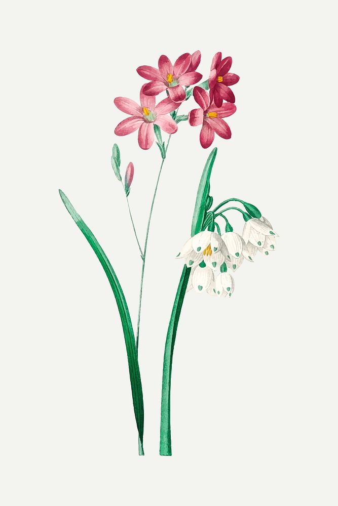 Pink ixia flower vector, remixed from artworks by Pierre-Joseph Redout&eacute;