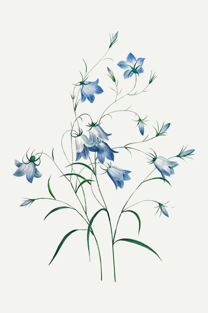Campanule flower vector, remixed from artworks by Pierre-Joseph Redout&eacute;