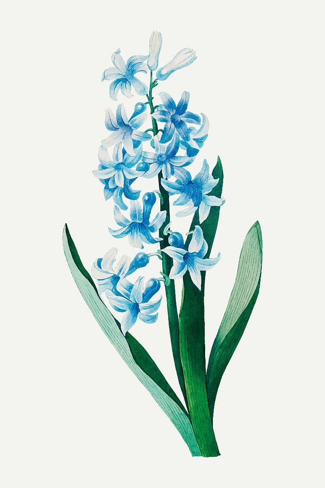 Blue hyacinth flower  vector, remixed from artworks by Pierre-Joseph Redout&eacute;