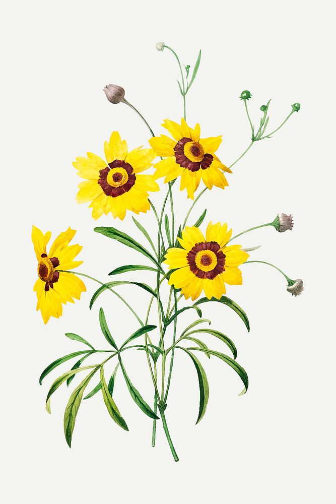 Tickseed flower botanical vector, remixed from artworks by Pierre-Joseph Redout&eacute;