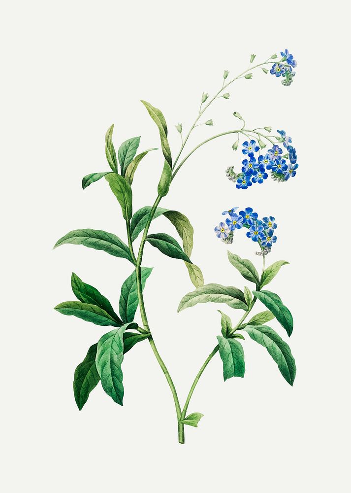 Forget me not flower vector, remixed from artworks by Pierre-Joseph Redout&eacute;