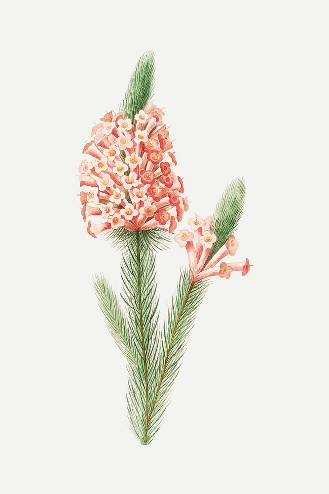 Heather flower botanical  vector, remixed from artworks by Pierre-Joseph Redout&eacute;