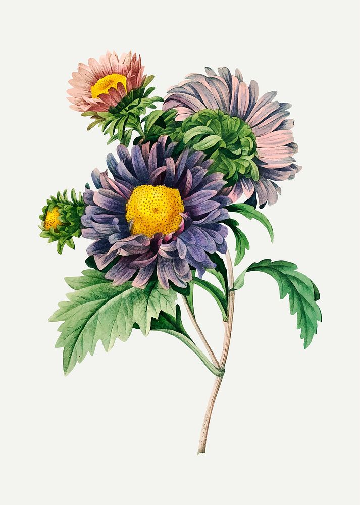 China aster flower vector, remixed from artworks by Pierre-Joseph Redout&eacute;