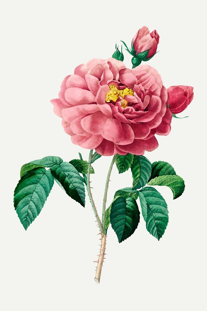 Pink rose flower botanical vector, remixed from artworks by Pierre-Joseph Redout&eacute;