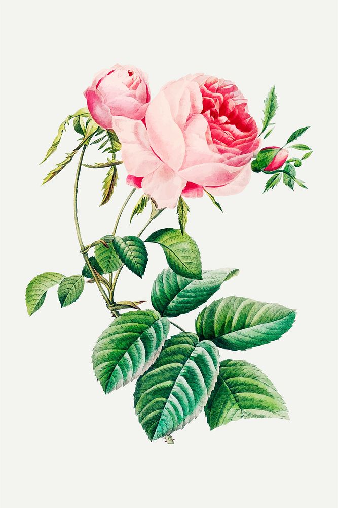 Cabbage rose flower botanical illustration vector, remixed from artworks by Pierre-Joseph Redout&eacute;