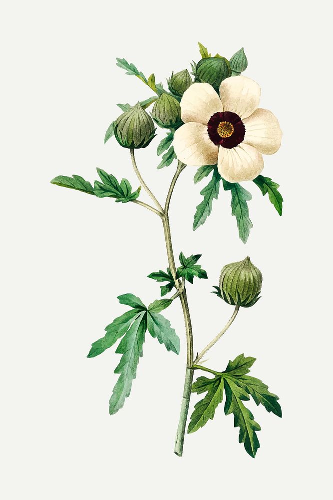 Venice mallow flower vector, remixed from artworks by Pierre-Joseph Redout&eacute;