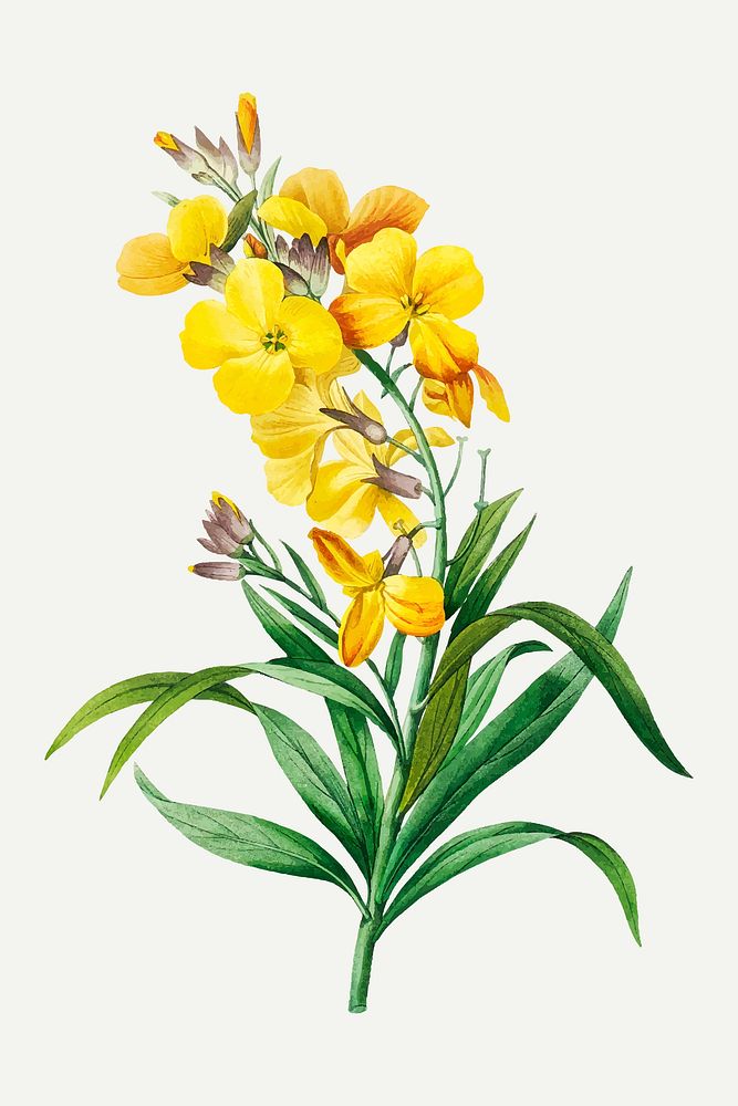 Wallflower botanical vector, remixed from artworks by Pierre-Joseph Redout&eacute;